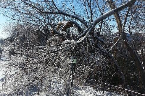 Fallen Tree Storm