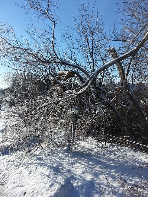 Fallen Tree Storm